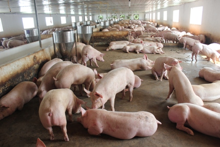 Thịt lợn sạch nhờ sử dụng thức ăn sinh học từ thảo mộc