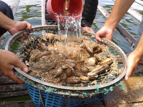 Khánh Hòa: Kết hợp nuôi ốc hương và tu hài vịnh Vân Phong