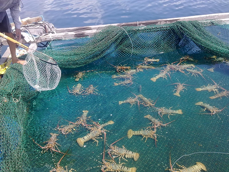 Khánh Hòa nâng cao năng suất, chất lượng sản phẩm hàng hóa chủ lực địa phương. Ảnh ST Khánh Hòa nâng cao năng suất, chất lượng sản phẩm hàng hóa chủ lực địa phương. Ảnh ST