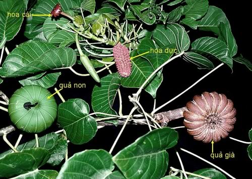 Ăn quả ngô đồng nhặt ở sân trường, 9 học sinh lớp 2 bị ngộ độc - ảnh 1