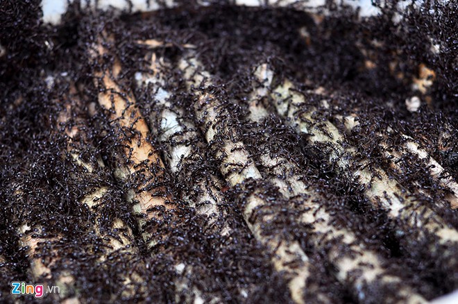 Mỗi kg ‘thợ săn bọ cạp’ có giá từ 130.000 đến 160.000 đồng. Ảnh Zing News