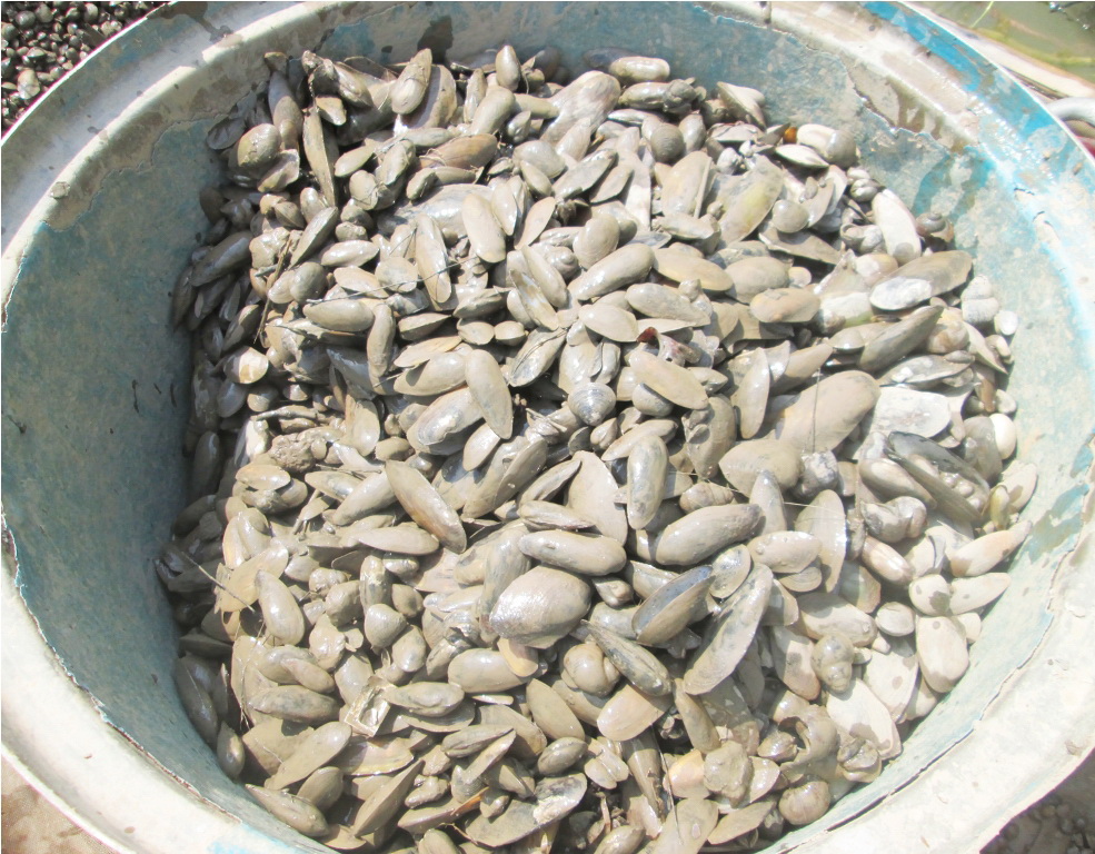 Hến lớn bán cho mối làm thức ăn, nhỏ thì bán cho hộ nuôi lươn, vịt, cá…với giá từ 12.000 – 25.000 đồng/kg (tùy loại và thời điểm). Ảnh Dân Trí