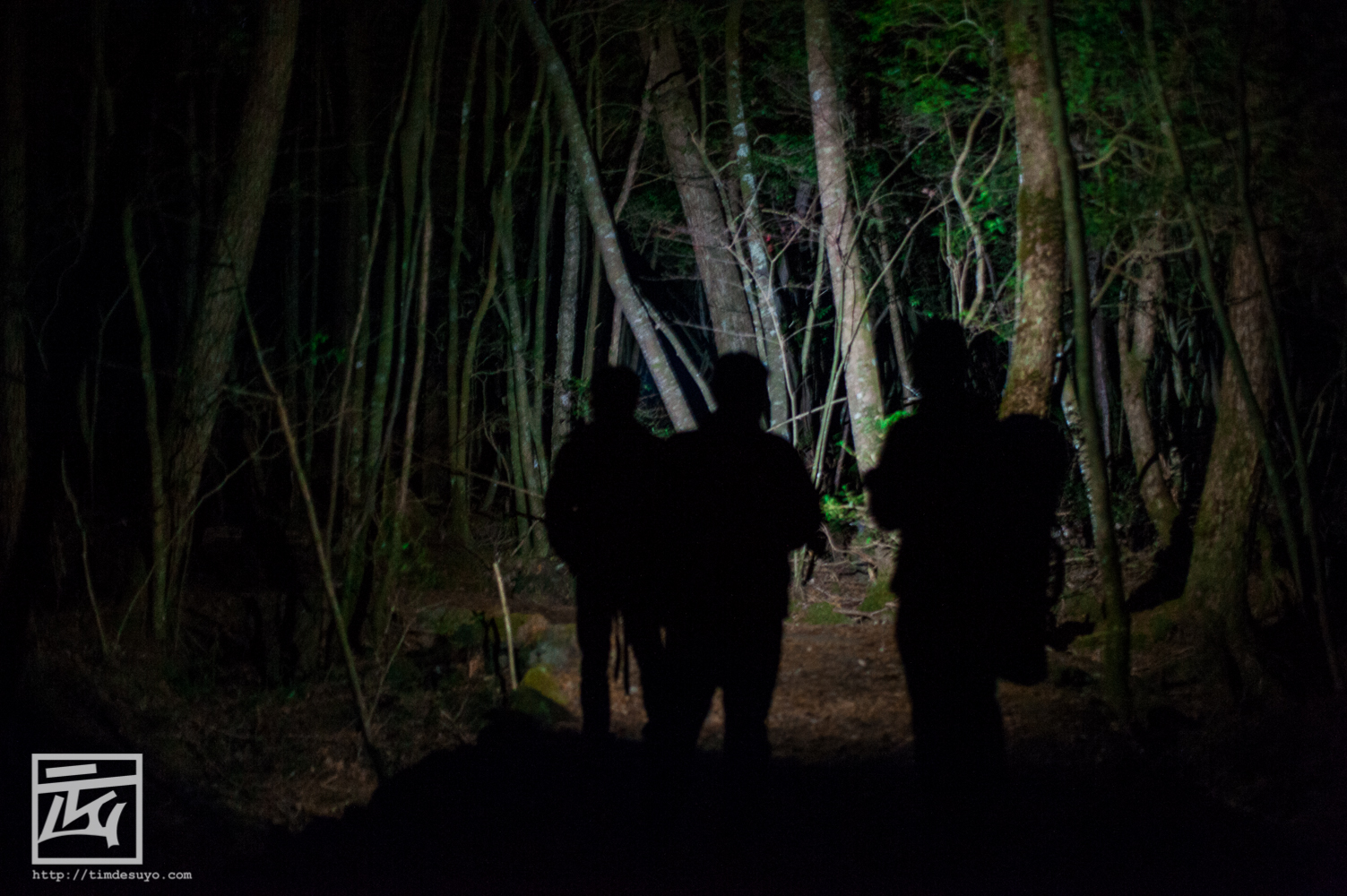 Rừng Aokigahara: Khu rừng bí hiểm Aokigahara của Nhật Bản nổi tiếng là điểm đến của những cái chết cô độc.