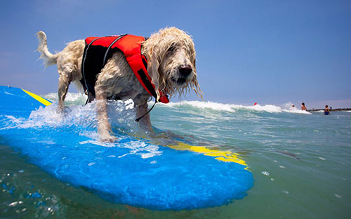 Chó lướt ván là môn thể thao dành riêng cho các chú chó này được tổ chức hàng năm tại bãi biển San Diego, California. Những chú chó với đủ giống loài và kích cỡ sẽ cùng nhau thi tài bằng những kĩ thuật đã được người chủ của mình huấn luyện trước đó.