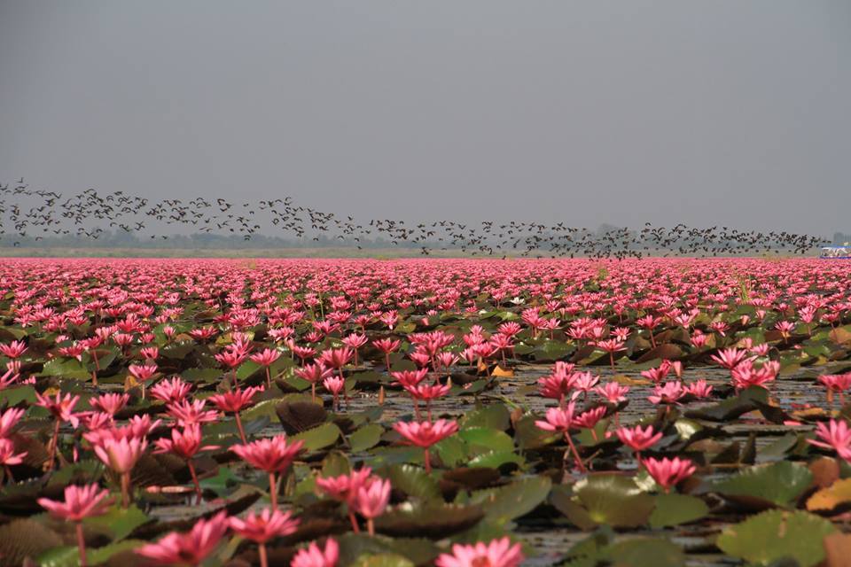 Hồ Nong Harn ở Thái Lan là thiên đường của những bông súng đỏ. Mặt hồ rộng hơn 3.000 ha, phủ đầy hoa súng khi loài thực vật này nở hoa vào tháng 12 hàng năm. Người dân sống quanh hồ cho biết hoa súng ở Nong Harn gắn liền với một câu chuyện tình bi thảm từ xa xưa. Hồ thuộc tỉnh Udon Thani, cách thủ đô Bangkok 560 km về phía Bắc.