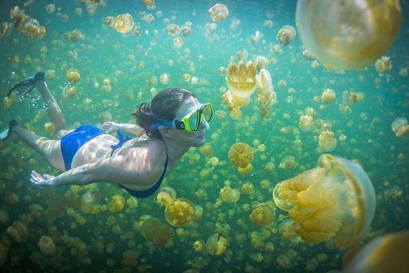 Hồ sứa nổi tiếng ở Cộng hòa Palau là một trong 70 hồ nước mặn trên quần đảo Nam Thái Bình Dương này. Loài có số lượng nhiều nhất trong hồ là sứa vàng. Khi bình minh lên, hàng đàn sứa với nhiều kích cỡ khác nhau sẽ di chuyển dọc theo bờ phía tây của hồ. Độc tố có trong sứa không đủ độc để gây hại cho người, vì vậy du khách có thể bơi lội ở đây.