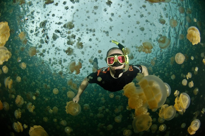 Tuy nhiên, việc lặn cùng bình dưỡng khí bị cấm vì những bọt từ bình sẽ dễ dàng gây tổn thương cho cơ thể mỏng manh của sứa hoặc sẽ bị ngộ độc khí hydro sunfua mà sứa thải ra nếu lặn quá sâu.