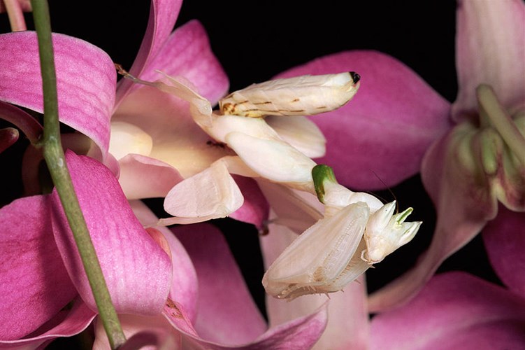 Với hình dáng giống loài hoa phong lan, bọ ngựa phong lan (Hymenopus coronatus) thường tận dụng lợi thế này để thu hút và bắt gọn con mồi một cách dễ dàng. Trên thực tế, bọ ngựa phong lan không chỉ giống hoa, mà thậm chí còn có vẻ đẹp quyến rũ hơn một số loài hoa thật