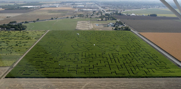 Mê cung cánh đồng bí ngô tại Dixon, California (Mỹ) từng đạt kỷ lục Guiness thế giới về độ rộng lớn. Công trình này không quá ấn tượng về độ phức tạp nhưng lại khiến người ta choáng ngợp bởi diện tích khổng lồ.
