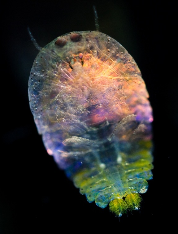 Các nhà nhà khoa học cũng ghi lại hình hảnh của những sinh vật đa bào siêu nhỏ thuộc bộ chân kiếm sống tại biển Địa Trung Hải. Trong hình là sinh vật phát sáng Sapphirina thuộc bộ chân kiếm.