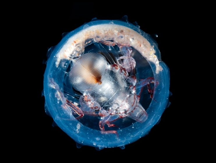 Phronima là một trong những sinh vật có bề ngoài giống “ngoài hành tinh”. Loại ký sinh trùng này sống bám vào các sinh vật biển nhỏ và sử dụng chúng như lớp vỏ tránh kẻ săn mồi. 