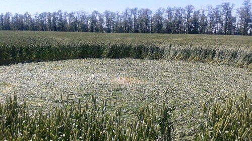 Những vòng tròn bí ẩn trên cánh đồng Nga có hình dạng tròn hoàn hảo đến mức gây kinh ngạc