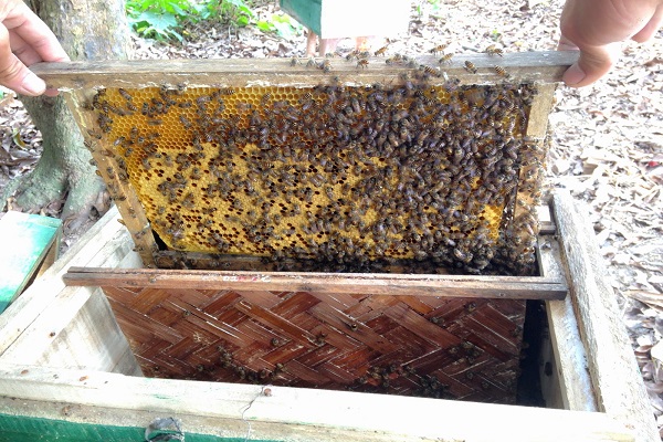 Kỹ thuật nuôi ong lấy mật siêu dễ, siêu lợi nhuận - ảnh 1