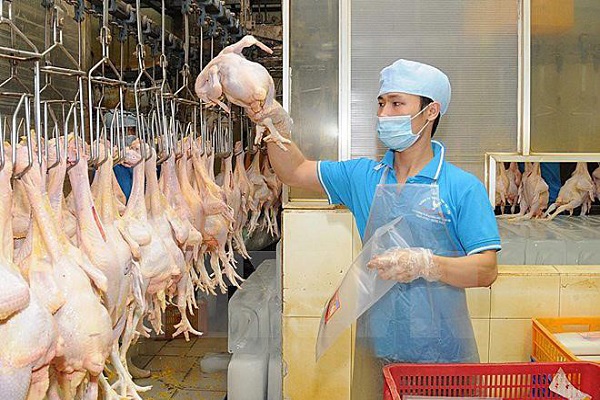 Thịt gà Việt xuất khẩu sang Nhật: Giá tăng gấp 3 lần trong nước - ảnh 1