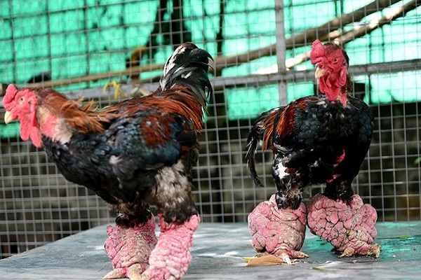 Chỉ còn hơn 4 tháng, nuôi giống gà gì cho kịp ăn Tết Nguyên Đán - ảnh 2