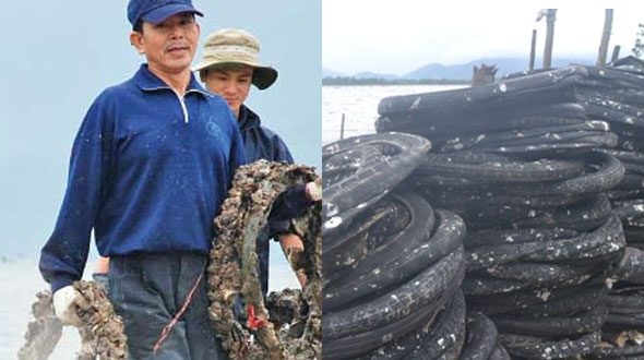 Mô hình nuôi hàu bằng lốp xe cũ ở Huế từng bị cấm vì gây ô nhiễm môi trường và có thể gây hại cho sức khỏe người dùng