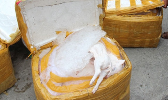 Hà Nội: Gần 1 tấn thịt gà không rõ nguồn gốc bị phát hiện - ảnh 2