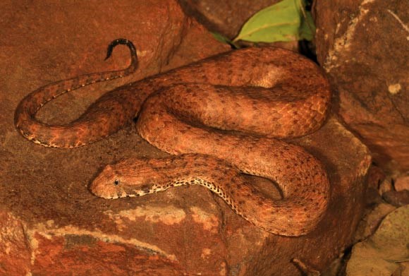 Loài rắn độc mới được phát hiện tại phía Tây Australia