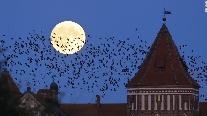 Siêu Trăng bắt đầu khoảng 2h sáng còn hiện tượng Trăng máu bắt đầu vào lúc 3h sáng 28/9 (giờ GMT). Đây là hình ảnh đàn chim bay qua siêu trăng mọc trên một lâu đài thời Trung Cổ ở Mir, Belaurus đêm qua. Ảnh: AP