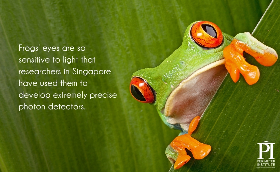 Mắt của con ếch cực kỳ nhạy cảm với ánh sáng, có nhà nghiên cứu ở Singapore đã dùng mắt ếch để phát triển máy phát hiện photon cực nhạy