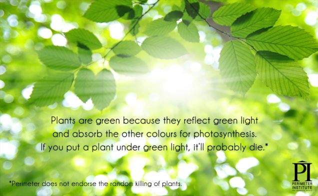 Lý do lá cây có màu xanh là vì nó phản xạ ánh sáng xanh và hấp thu toàn bộ ánh sáng màu khác để quang hợp, nếu bạn chiếu ánh sáng xanh vào cây, nó sẽ không quang hợp được và sẽ chết, Viện PI không khuyến khích bạn giết cây