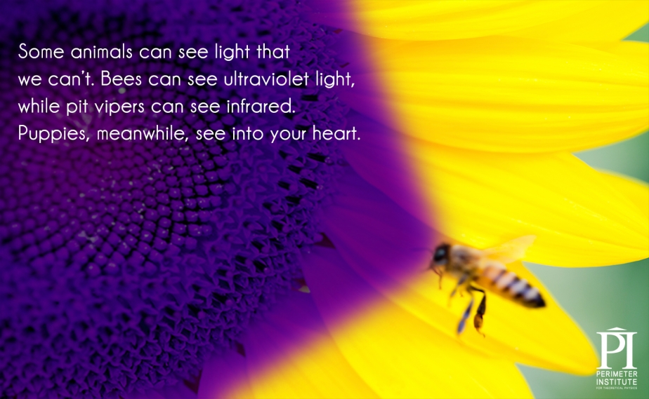 Mắt ta không thấy được mọi thứ, nhiều loài động vật khác có mắt xịn hơn mắt người nhiều, ví dụ con ong có thể nhìn thấy tia cực tím, con rắn có thể thấy hồng ngoại vv