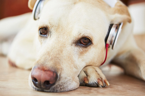 Tai nghe giúp chó tránh bụi. Chiếc tai nghe độc đáo dành cho loài chó này cũng được người Mỹ phát minh ra. Với những vật nuôi có tai to và dài rất phù hợp để đeo loại tai nghe này. Bạn có thể mua tai nghe này cho chú chó của mình và đi dạo bộ trên phố