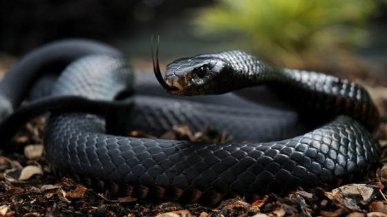 Loài rắn độc đáng sợ nhất thế giới không phải rắn đuôi chuông hay rắn hổ mang chúa mà chính là rắn Black Mamba tại châu Phi. Tỷ lệ tử vong khi bị rắn Black Mamba cắn là gần như 100%, trừ khi có một lượng thuốc giải độc rất lớn được tiêm ngay sau lúc bị cắn (thường là 10-12 lọ). Một lần cắn của rắn Black Mamba có thể tiêm vào cơ thể nạn nhân 100-400 mg nọc độc, trong khi đó chỉ cần 10-15 mg là đủ để giết chết một người trưởng thành.