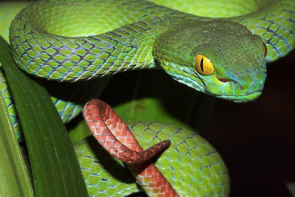 Rắn lục đuôi đỏ tuy không độc bằng nhiều loại rắn độc khác, nhưng nếu không được điều trị kịp thời thì người bị cắn sẽ tử vong.