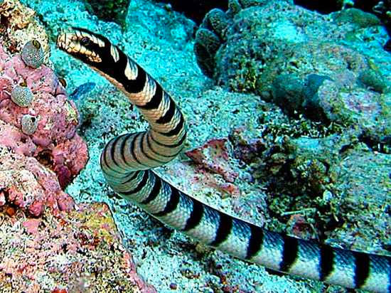 Rắn biển Belcher là loài rắn độc nhất dưới nước cũng là loài rắn độc nhất trên thế giới. Chỉ cần vài miligram nọc độc của chúng là đủ để giết chết hàng ngàn người, rất may là chưa đến 1/4 các vết cắn của chúng chứa nọc độc và chúng khá hiền lành.