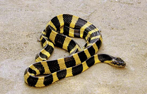 Rắn Krait (rắn cạp nong) ở Việt Nam là một loài rắn cực độc. Chất độc của nó thuộc loại chất độc thần kinh, vô hiệu hóa hệ thống thần kinh của nạn nhân. Sau khi bị cắn nạn nhân sẽ khó thở, cơ bắp bị tê liệt và rơi vào hôn mê, rồi chết.