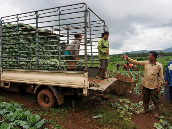 Người nông dân phía Đong Nam của Lào đang thu hoạch