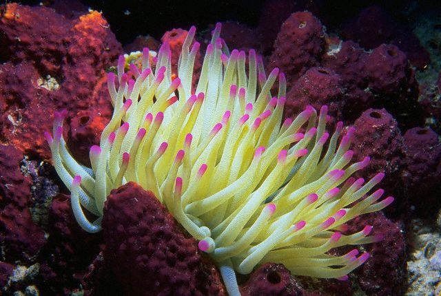 San hô. Trông giống như cây nhưng thực sự san hô là động vật. Loài này sinh trưởng từ phần thân dạng xương, thức ăn là các ấu trùng và động vật nhỏ trôi nổi trong nước