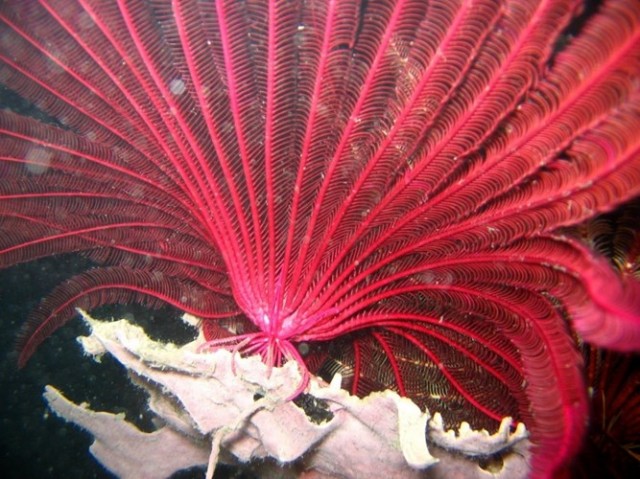 uệ biển là các loài động vật biển thuộc lớp Crinoidea thuộc ngành động vật da gai. Tuy sinh vật này trông giống như một cây dương xỉ dưới nước, nhưng nó thực sự là động vật và không có não bộ. Huệ biển sống ở đáy đại dương và thu thập nguồn thực phẩm qua các cánh tay đầy lông lá của nó