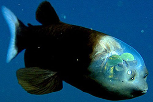 Cá mắt thùng. Loài cá này đôi khi còn được gọi là cá ma quỷ, vì có hình thù kỳ dị với phần đầu hoàn toàn trong suốt. Mắt cá ở bên trong đầu, có thể giúp chúng nhìn thẳng lên trên và phát hiện bóng của con mồi. Đôi mắt cũng có thể xoay theo nhiều hướng