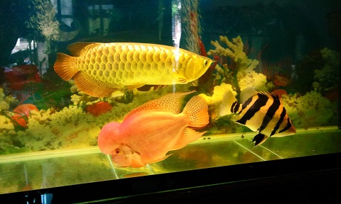 Trên thị trường Việt Nam phổ biến các loài cá rồng giá từ 10.000 - 20.000 USD. Mức bình dân hơn thì từ 3.000-7.000 USD. Cá giá này rất dễ bán, người mua nhiều