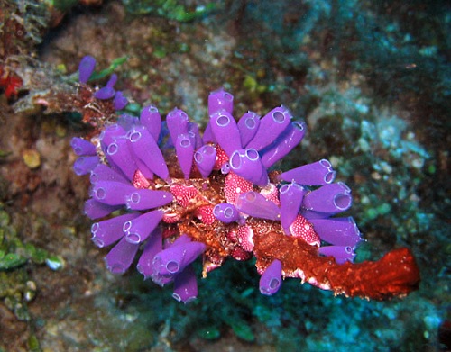Xuất hiện khắp các đại dương và thường sống bám vào thân tàu hoặc các các vật thể khác như đá hoặc san hô, hải tiêu dễ làm chúng ta lầm tưởng đó là một loài thực vật với màu sắc hết sức đa dạng, phong phú.