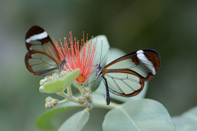 Xuất hiện ở vùng Trung Mỹ, bướm cánh thủy tinh là loài bướm lớn có đôi cánh gần như trong suốt. Đôi cánh dài khoảng 5-6 cm của bướm thủy tinh có màng nối giữa các gân cánh không màu, trong suốt; phần viền cánh lại chứa nhiều tế bào sắc tố như đỏ, cam hay nâu. Loài bướm này có thể bỏ ra hàng giờ đậu trên một bông hoa duy nhất để hút mật