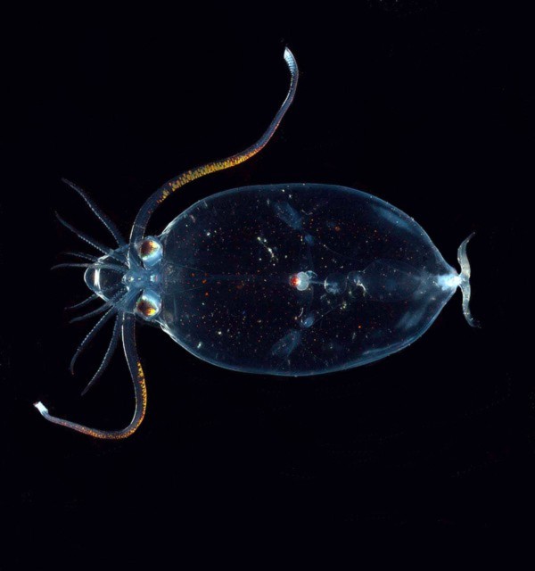 Mực ống kính (glass squid), hay còn gọi là mực vẹt (cockatoo squid), là một trong những sinh vật lạ dưới đáy biển, với cơ thể gần như trong suốt và đôi mắt khổng lồ. Nó cũng có khả năng phát quang sinh học. Chúng thường sống ở vùng nước nông, có nhiều ánh sáng mặt trời để có thể dễ dàng ngụy trang
