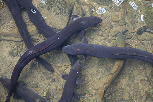 Lươn Anguilla dieffenbachii. Loài lươn này chết sau khi đẻ trứng. Tuy nhiên, loài này đã có cuộc sống khá dài trước khi từ giã cõi đời. Sau khoảng 35 năm tuổi thọ, chúng bắt đầu giao phối và đẻ trứng, chuẩn bị đón nhận cái chết