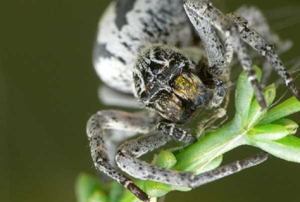 Loài nhện nôn ruột cho con ăn có tên khoa học là Stegodyphus lineatus, sinh sống ở sa mạc Negev của Israel