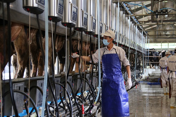 Hệ thống vắt sữa tự động hiện đại tại Trang trại bò sữa Vinamilk Nghệ An
