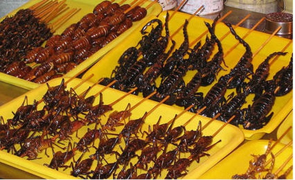 KHÔNG ĂN CÔN TRÙNG CHẾT: Theo một số chuyên gia cho biết, khi côn trùng chết đều tiết ra những chất cho thể gây độc. Vì vậy, việc ăn côn trùng chết sẽ tiềm ẩn nguy cơ nhiễm độc rất cao. Nên chọn côn trùng phổ biến và còn tươi sống để chế biến thức ăn. Tuy nhiên, đối với một số người dễ bị dị ứng cũng nên thận trọng với những món “đặc sản côn trùng” này. KHÔNG ĂN CÔN TRÙNG CHẾT: Theo một số chuyên gia cho biết, khi côn trùng chết đều tiết ra những chất cho thể gây độc. Vì vậy, việc ăn côn trùng chết sẽ tiềm ẩn nguy cơ nhiễm độc rất cao. Nên chọn côn trùng phổ biến và còn tươi sống để chế biến thức ăn. Tuy nhiên, đối với một số người dễ bị dị ứng cũng nên thận trọng với những món “đặc sản côn trùng” này.