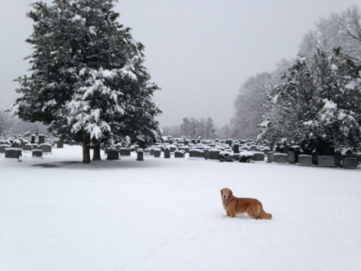 Một chú chó vàng đứng yên  trên vùng đất đầy tuyết bên cạnh một nghĩa trang ở Fairfield, bang Connecticut. Vào thứ bảy ngày 24 tháng 1, năm 2015.