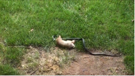 Thỏ mẹ liên tục tấn công vào giữa lưng rắn