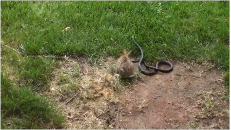 Thỏ mẹ đại chiến cứu đàn con bị rắn độc tấn công