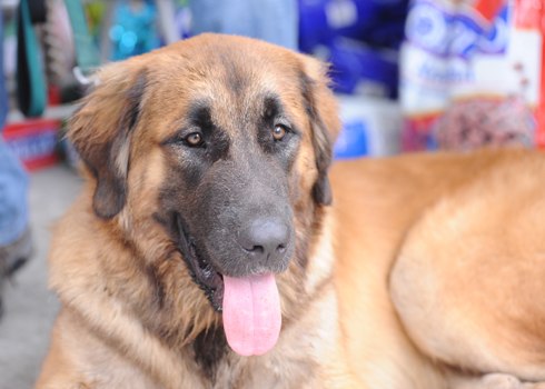 Ông David Phạm - một đại gia Sài Thành - đã từng nhập cảnh ba chú chó Leonberger (Bec giê sư tử) từ Đức về Việt Nam vào cuối năm 2015 với giá hơn 3.000 euro (hơn 72 triệu) một con. Số tiền ông chi ra để mang 3 chú cún còn bé xíu từ nước ngoài về lên đến gần 10.000 Euro (hơn 242 triệu đồng). Đó là chưa kể đến chi phí không nhỏ ông nhập khẩu hẳn một container thức ăn cho chó từ Đức về Sài Gòn để bảo đảm lương thực cho cún cưng trong 2 năm.