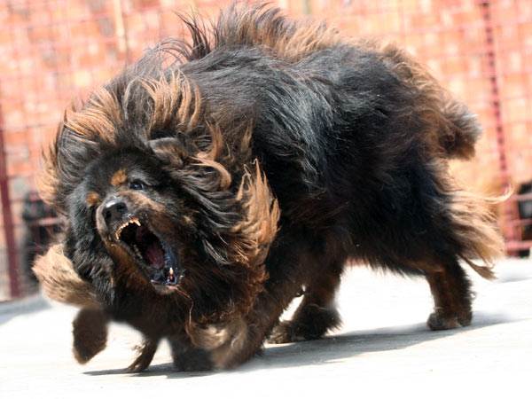 Ông Triệu (ở phố Đại La, Hà Nội) sở hữu 3 chú chó ngao Tây Tạng (dòng chó quý hiếm đang được các đại gia Việt săn lùng). Ba chú chó của ông Triệu đều thuộc hàng ‘khủng’, có con cao tới 85cm, nặng khoảng 81kg với bộ lông 2 lớp tuyệt đẹp.