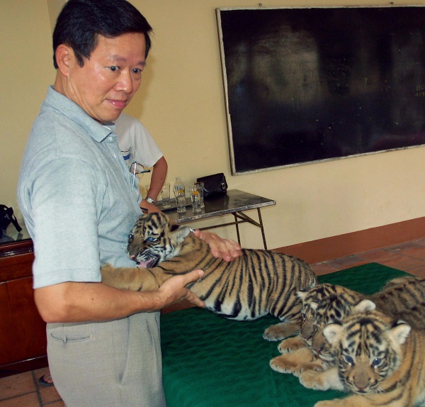 Ông Ngô Duy Tân, Giám đốc Công ty TNHH Bia Thái Bình Dương Pacific, là chủ 31 con hổ tại chuồng nuôi ‘thí điểm’ ở Bình Dương. Từ 6 con hổ con yếu đuối, đến năm 2009, đàn hổ tại trại nuôi của ông Tân đã phát triển lên 31 con.