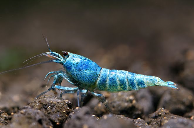 Một chú tép king kong có khả năng biến đổi màu, theo giới nuôi tép cảnh có giá lên tới cả nghìn đô